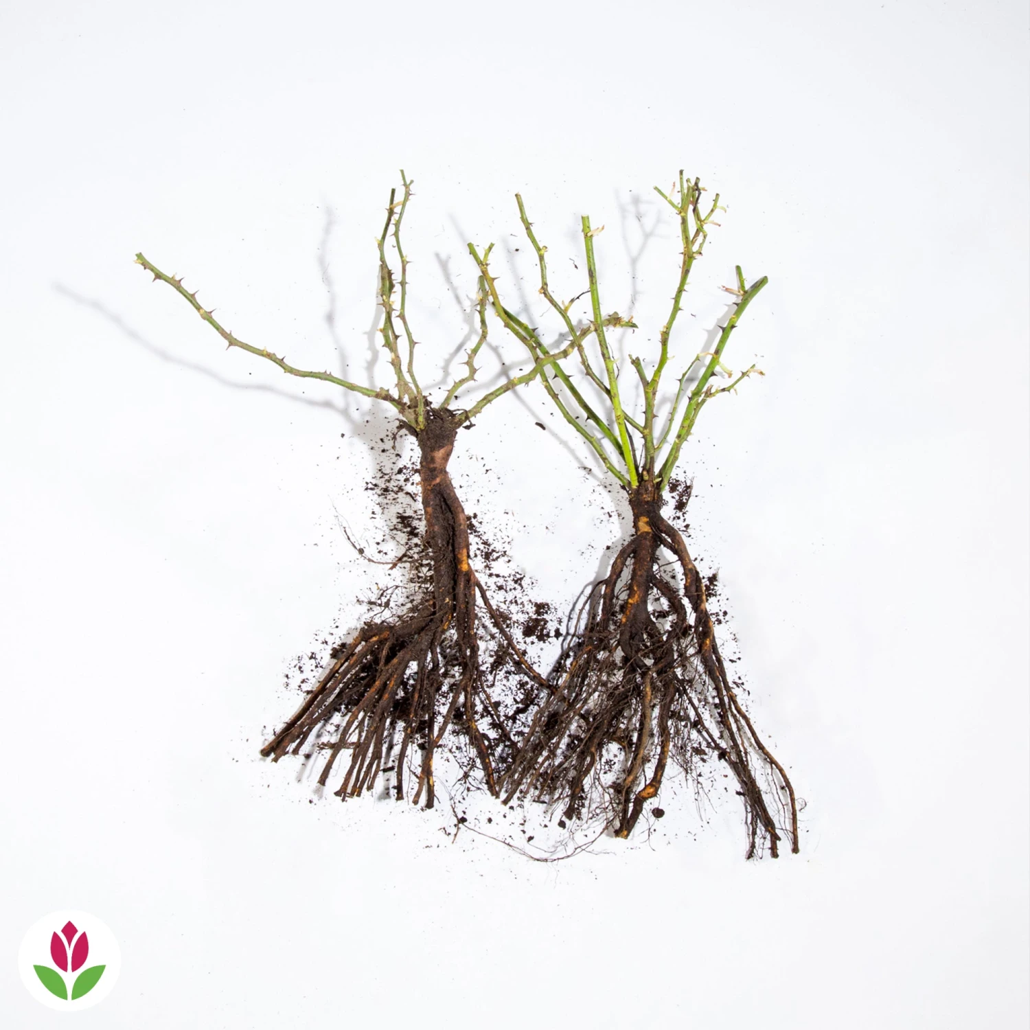 Collection De 2 Rosiers Lianes Immensee Blanc Et Petite Duchesse – Image 4