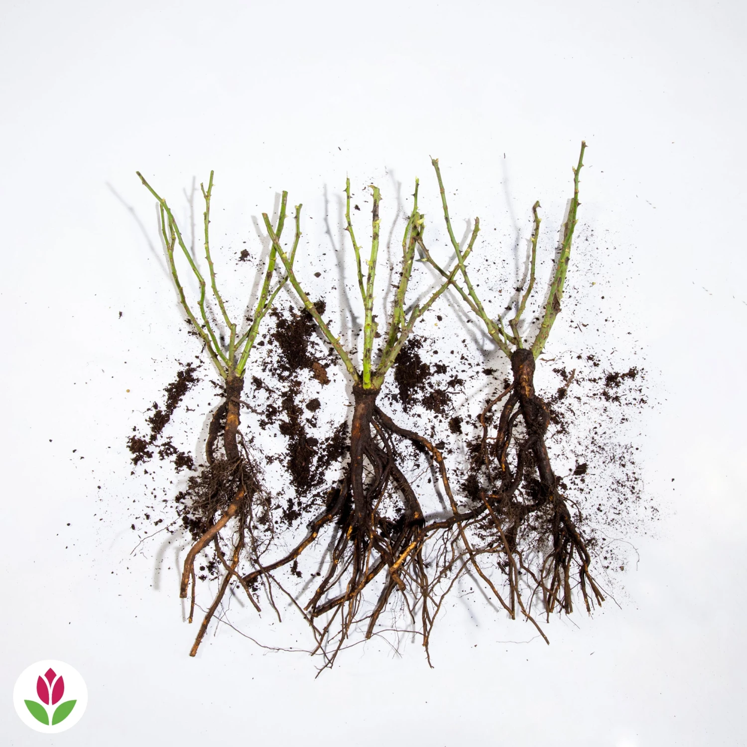 3 Mini-rosiers Randilla Rose – Image 3