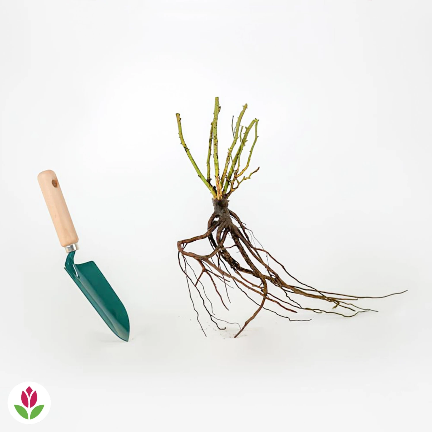 Rosier White Symphony – Image 3