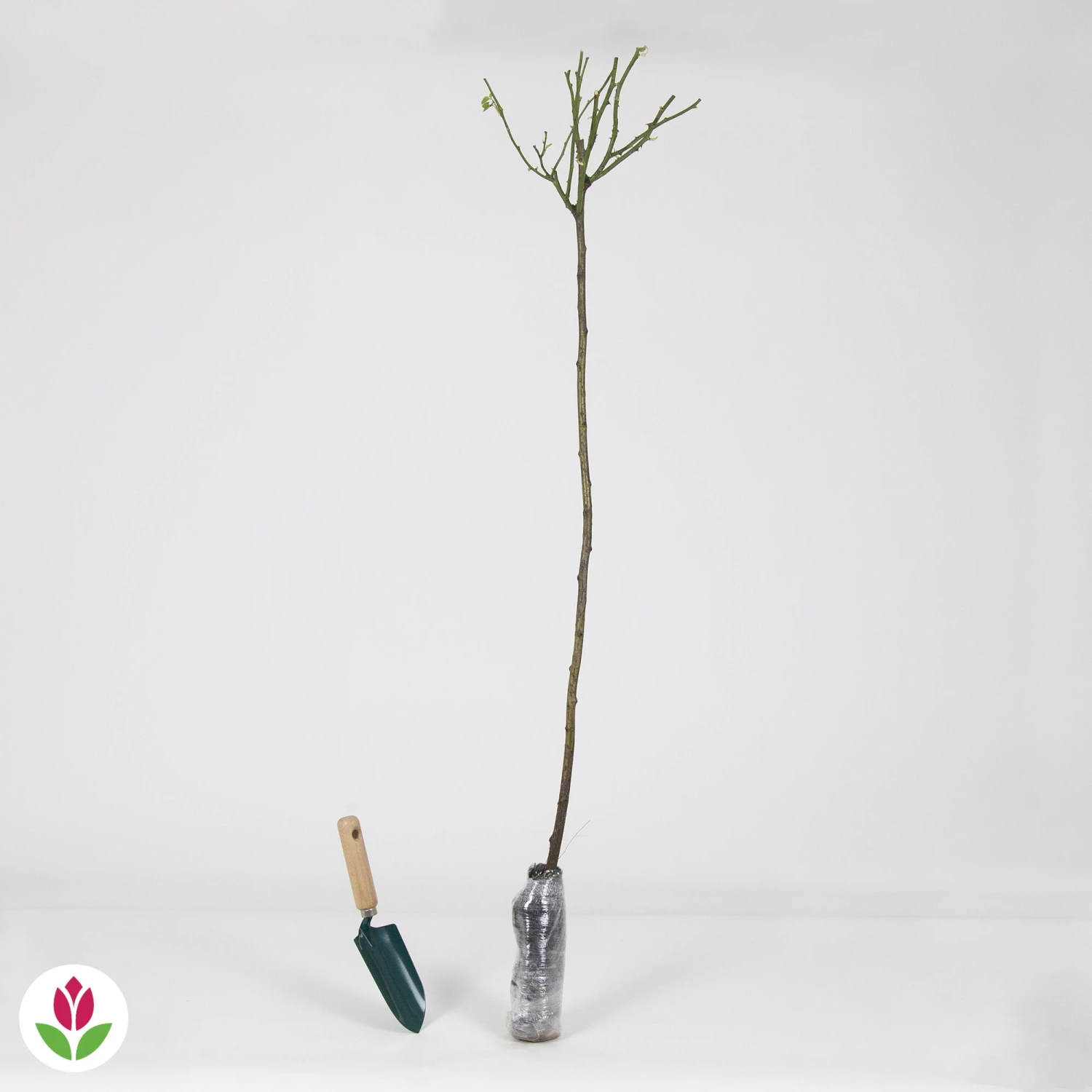 Rosier Sur Tige Osiria – Image 3