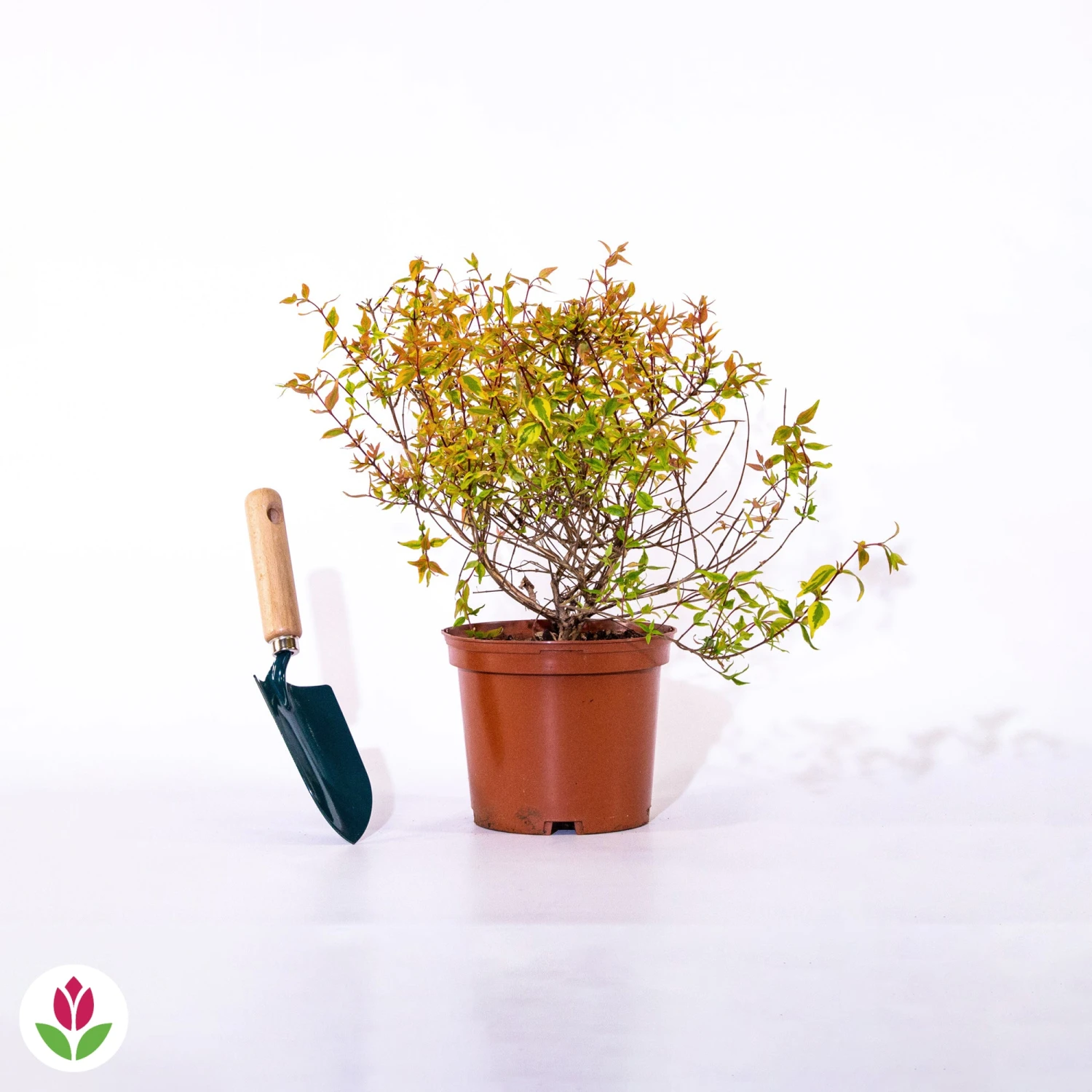 Abélia Kaleidoscope – Image 5