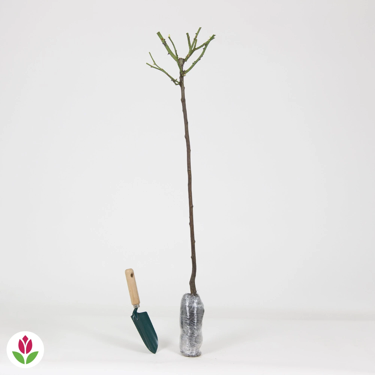 Rosier Sur Tige Osiria – Image 4