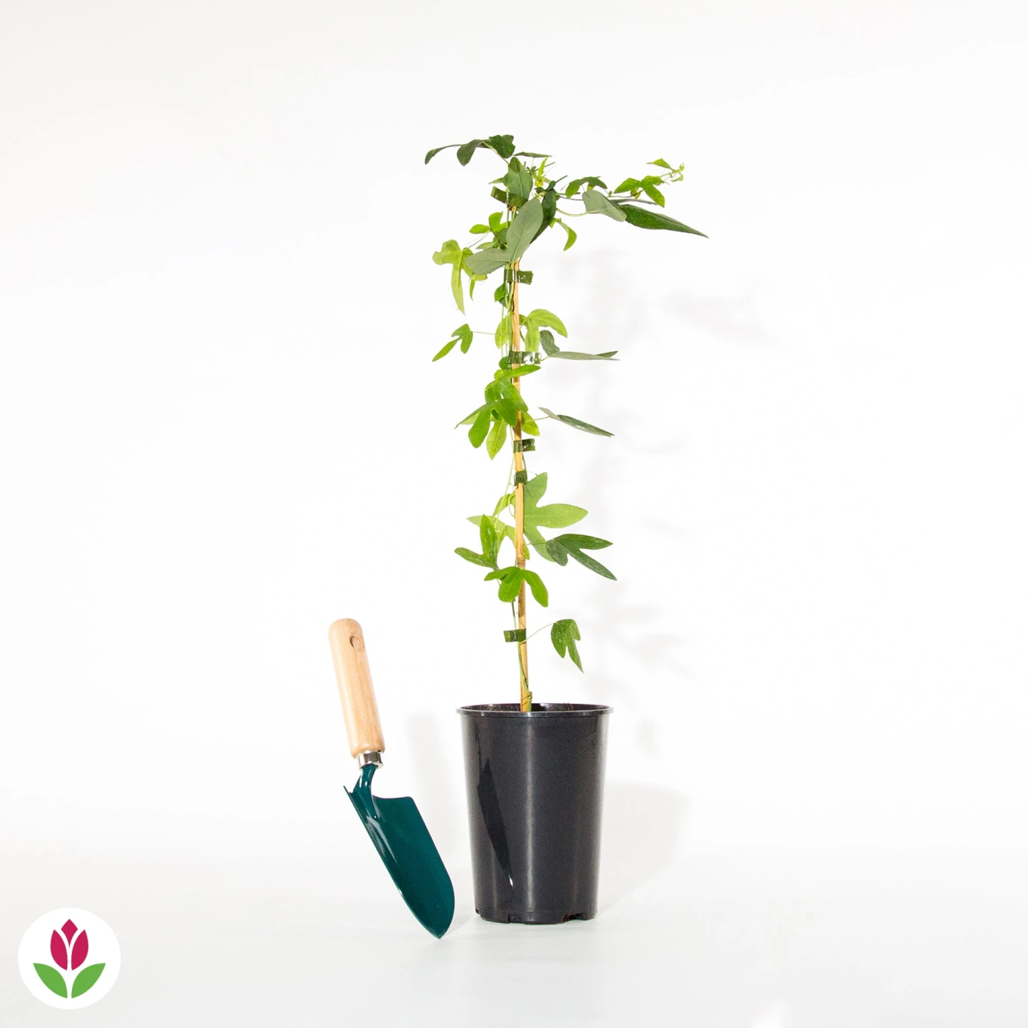 Passiflore Lavender Lady – Image 3