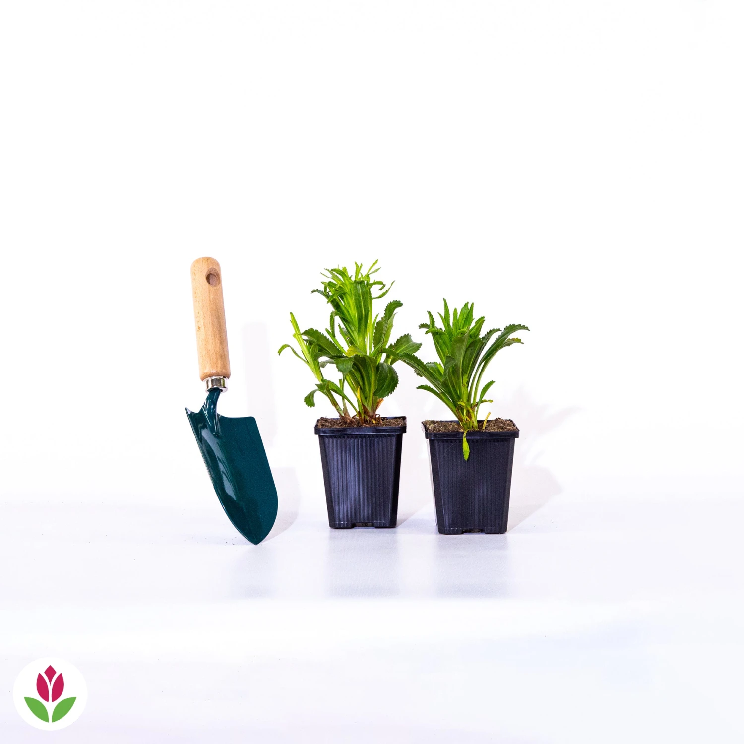 2 Marguerites D'été Banana Cream – Image 2