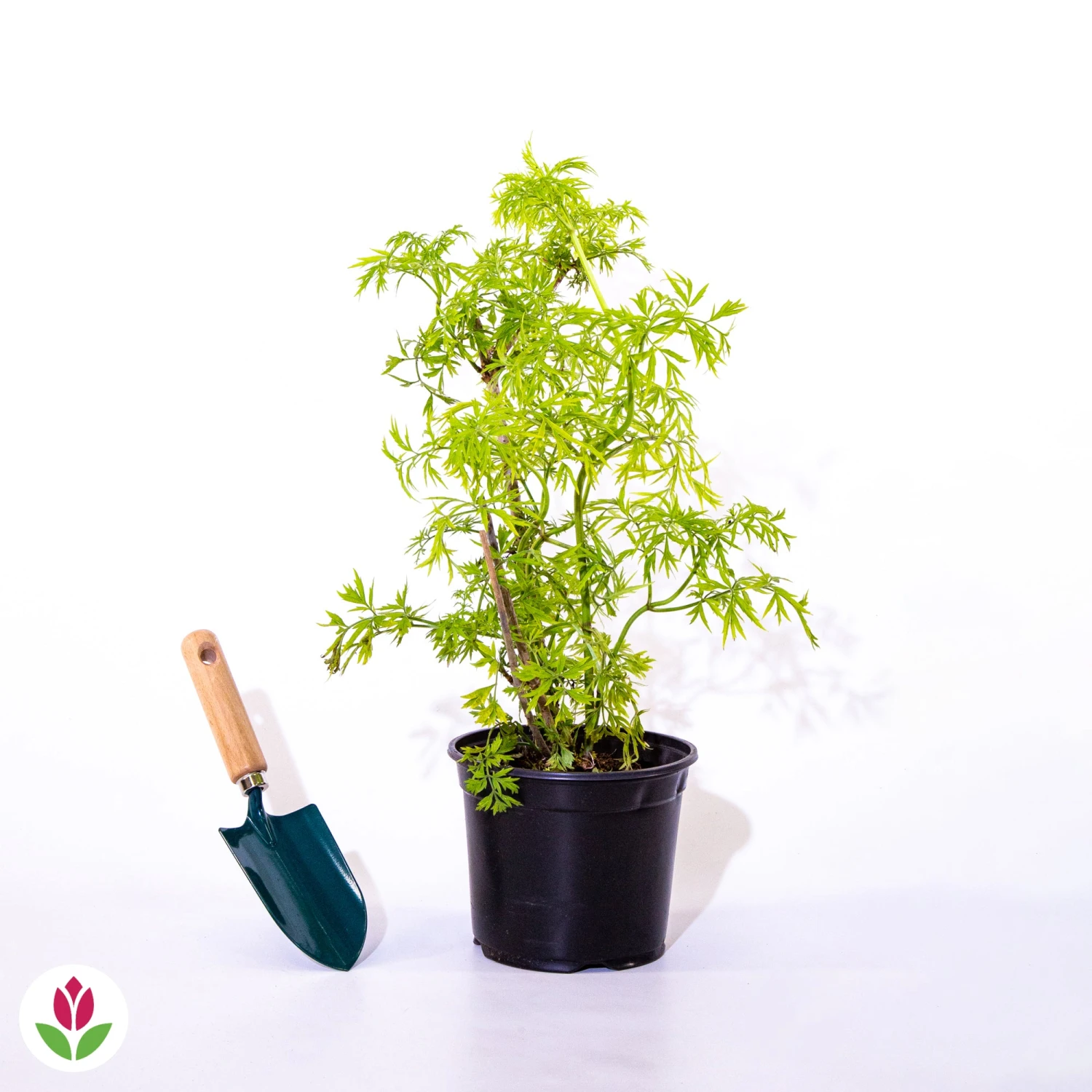 Sureau Doré Sutherland Gold – Image 3