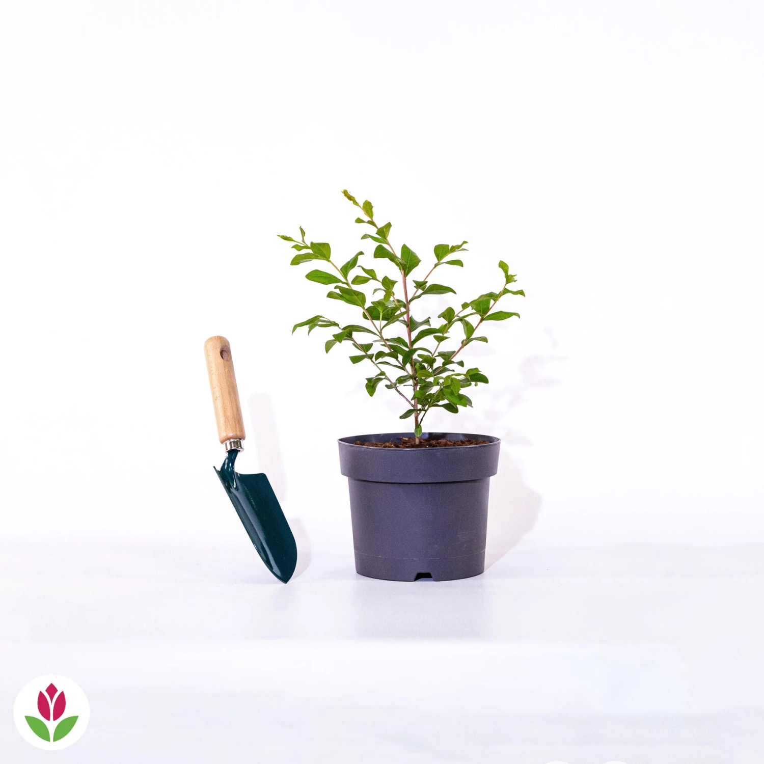 Lilas Des Indes Eveline – Image 6