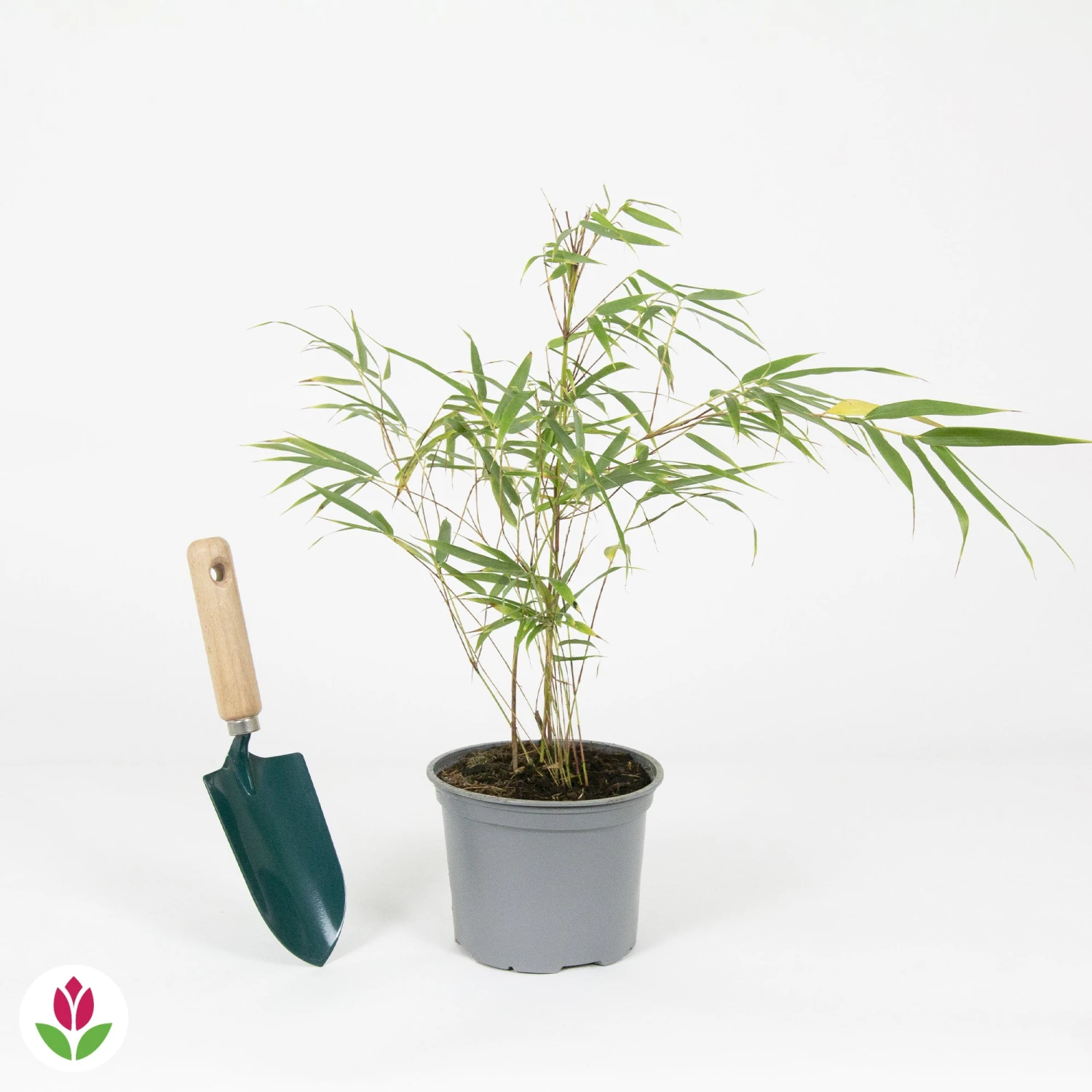 Bambou Fargesia Campbell Non-traçant – Image 3