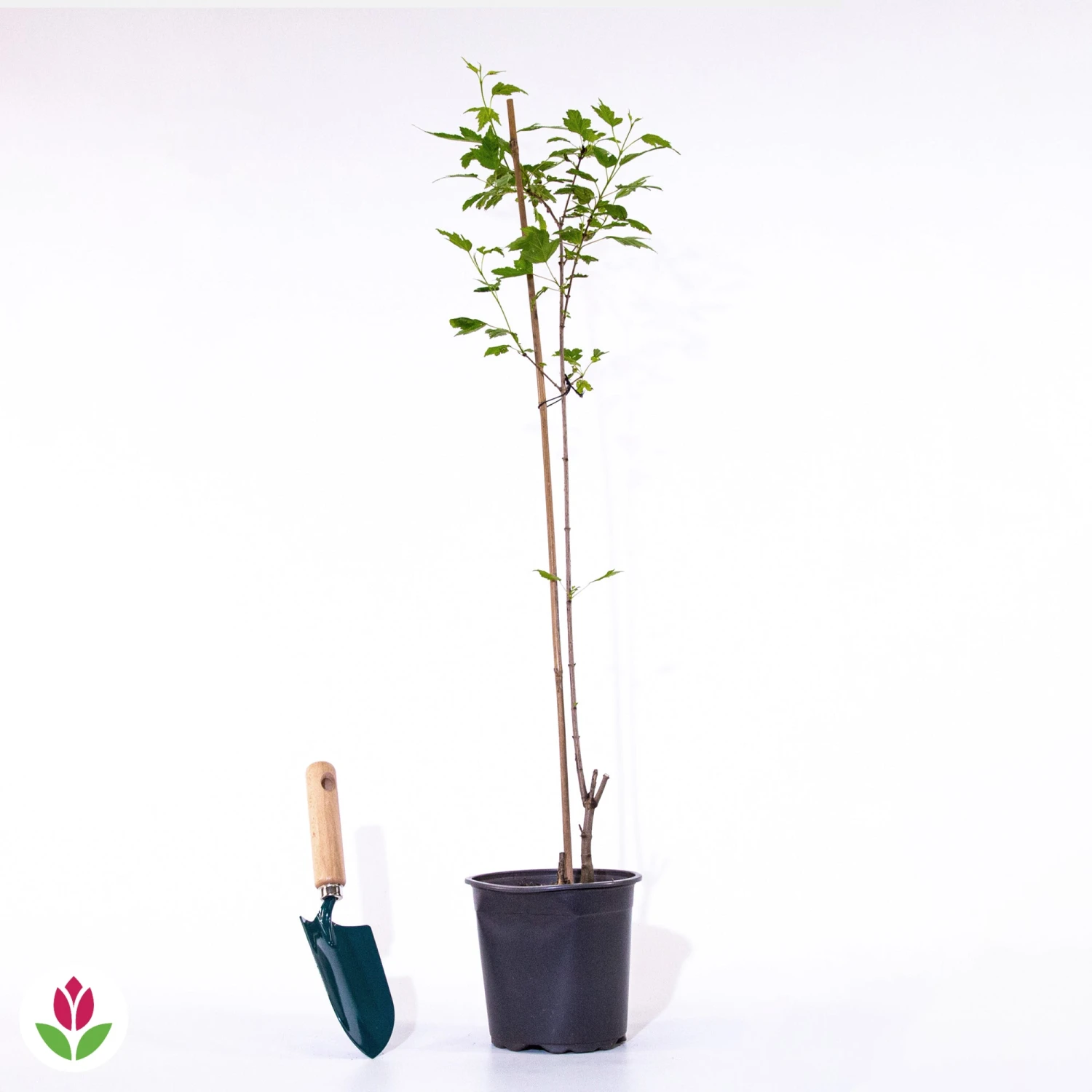 Erable Du Fleuve Amour – Image 6