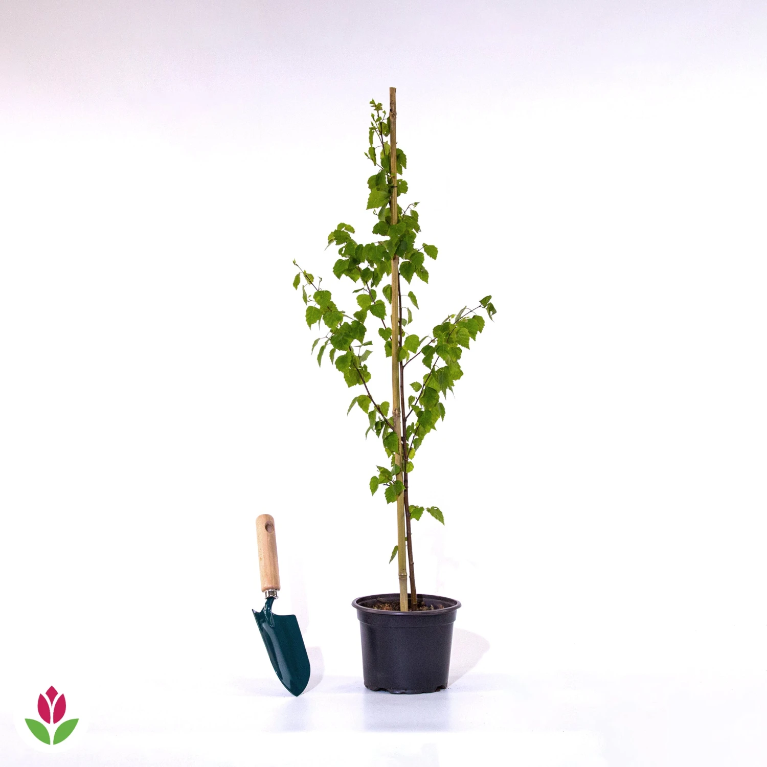 Bouleau Commun – Image 4