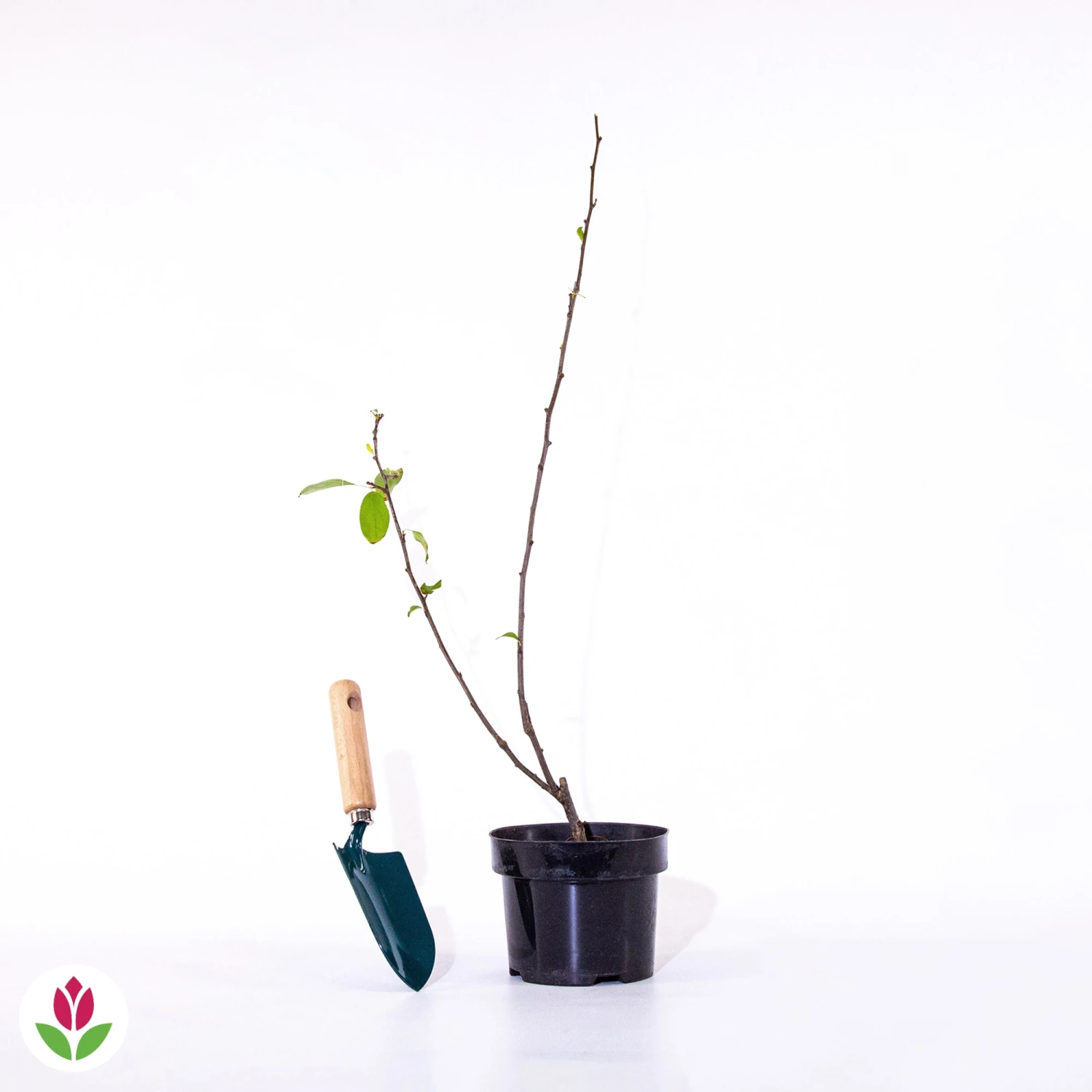 Pommier D'ornement Liset – Image 7