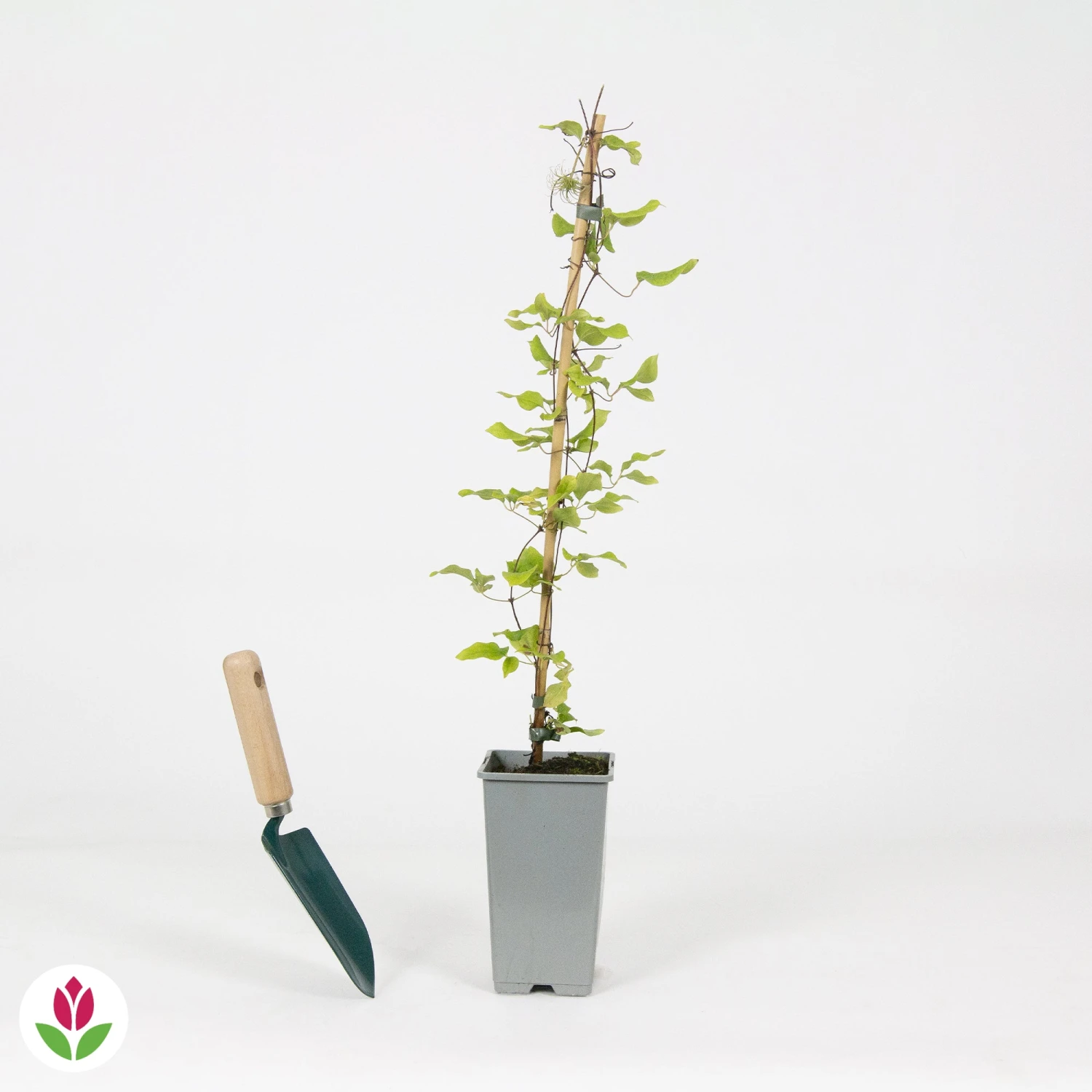 Clématite Olympia – Image 3