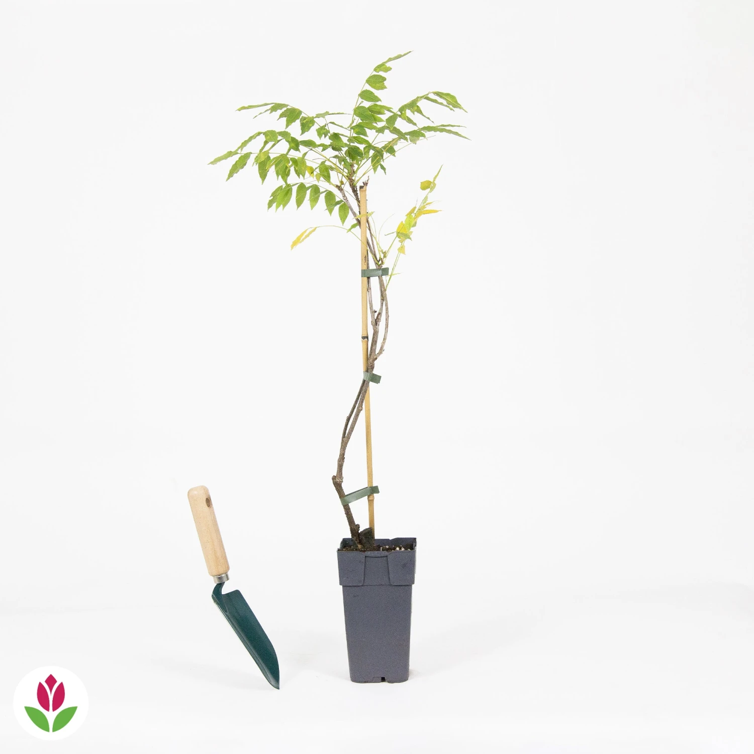 Glycine De Chine Prolific – Image 4