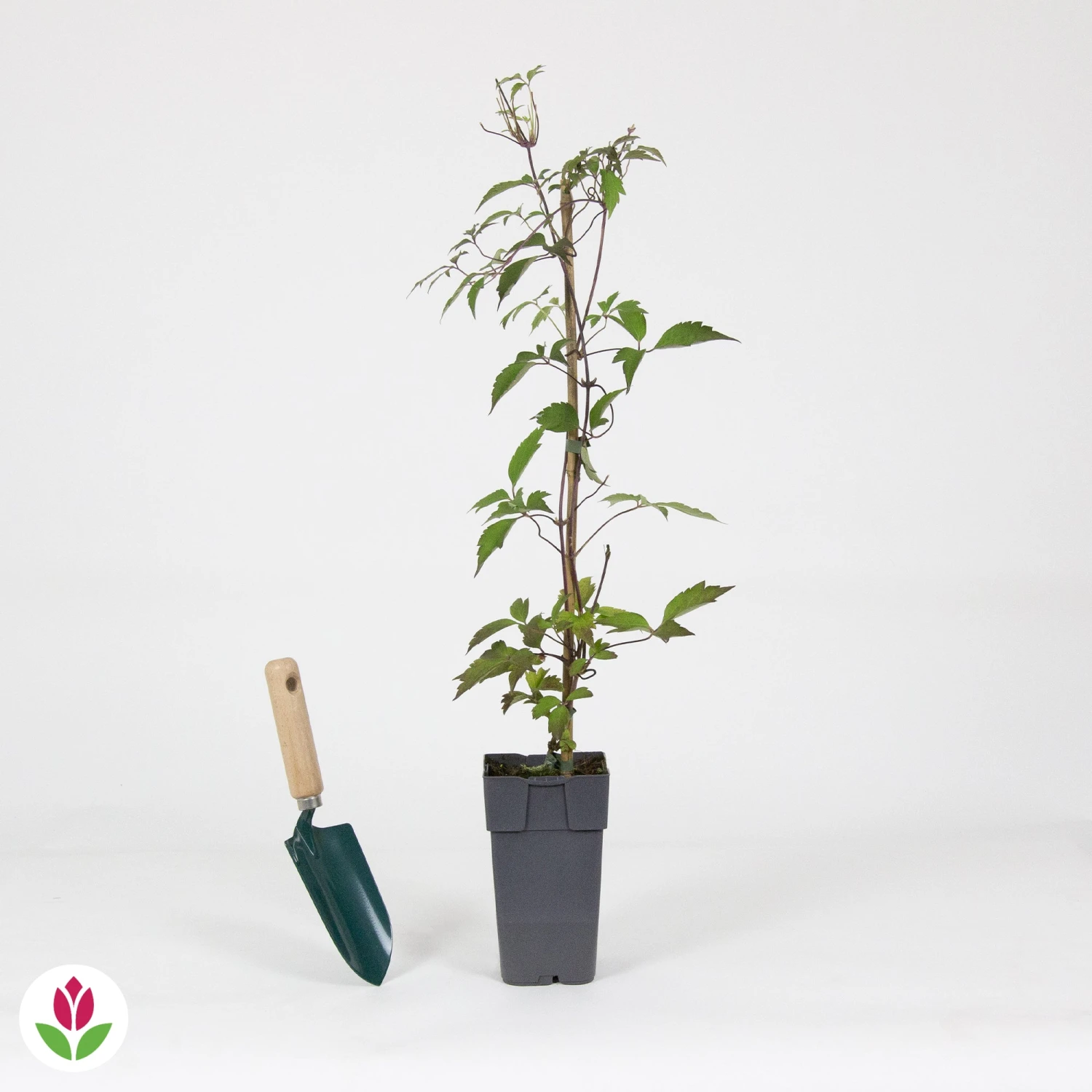 Clématite Nelly Moser – Image 4