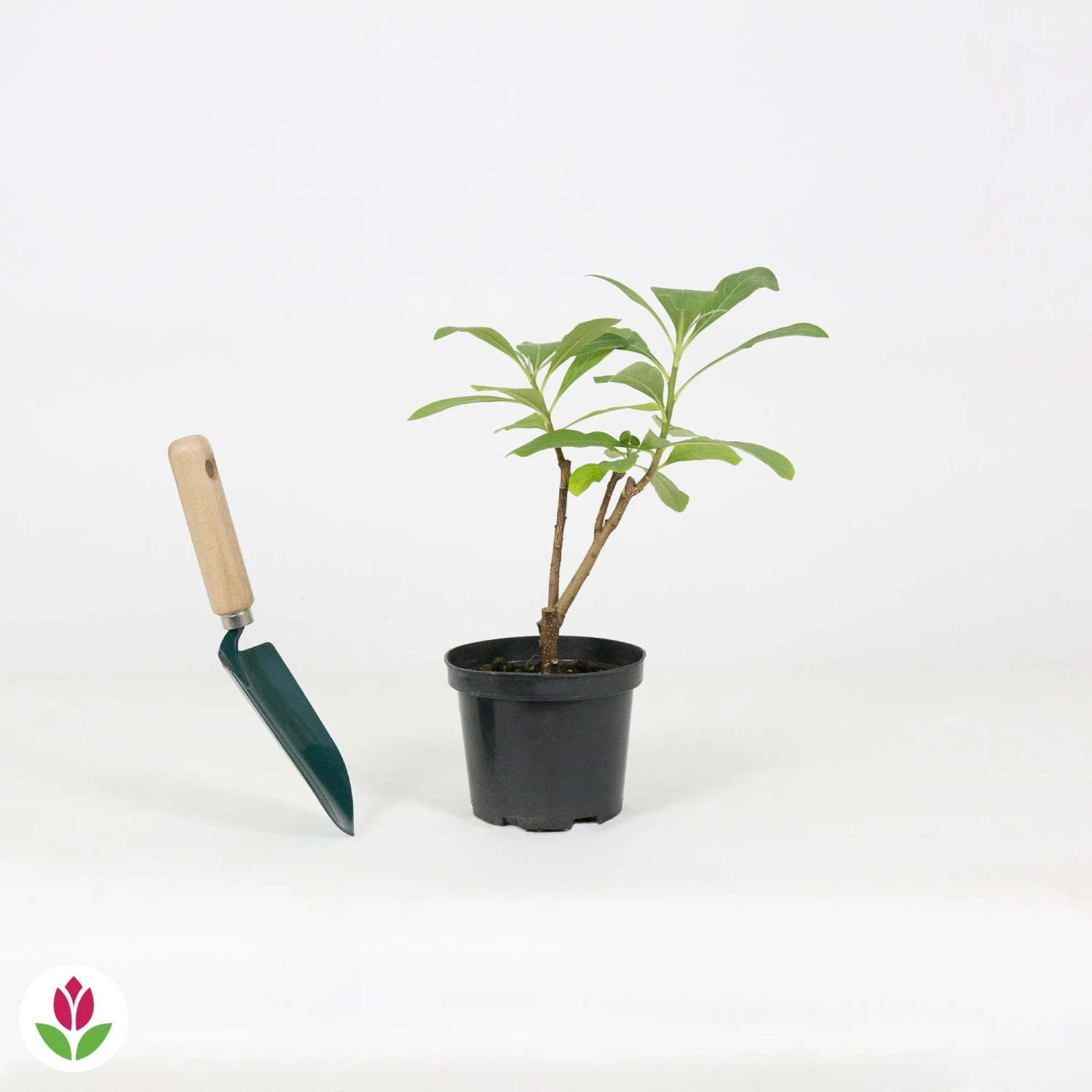 Edgeworthia Grandiflora – Image 3