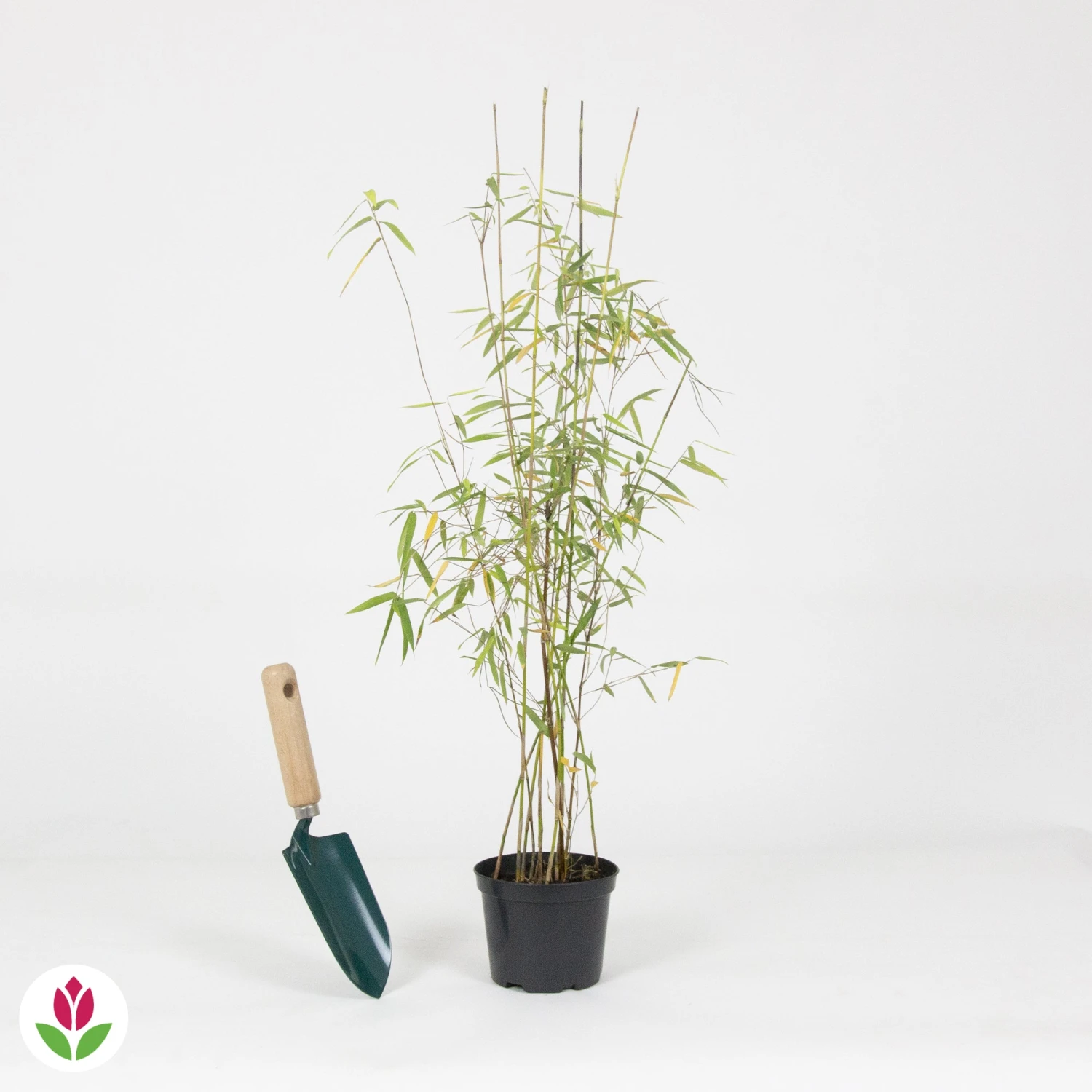 Bambou 'Jiuzhaigou' Non-traçant – Image 3