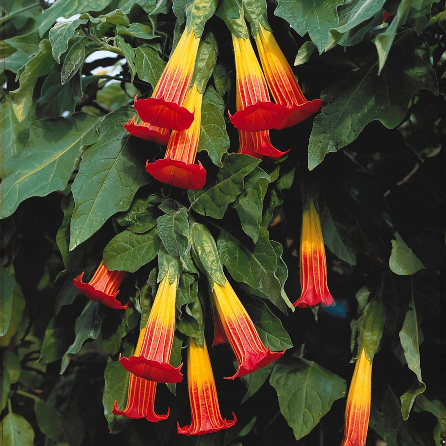 Brugmansia Rouge Et Or – Image 4