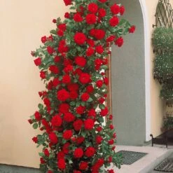 Rosier Grimpant Musimara