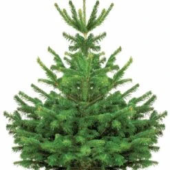 Sapin De Noël Naturel Nordmann 125/ 150 Cm Livré Avec Sa Bûche