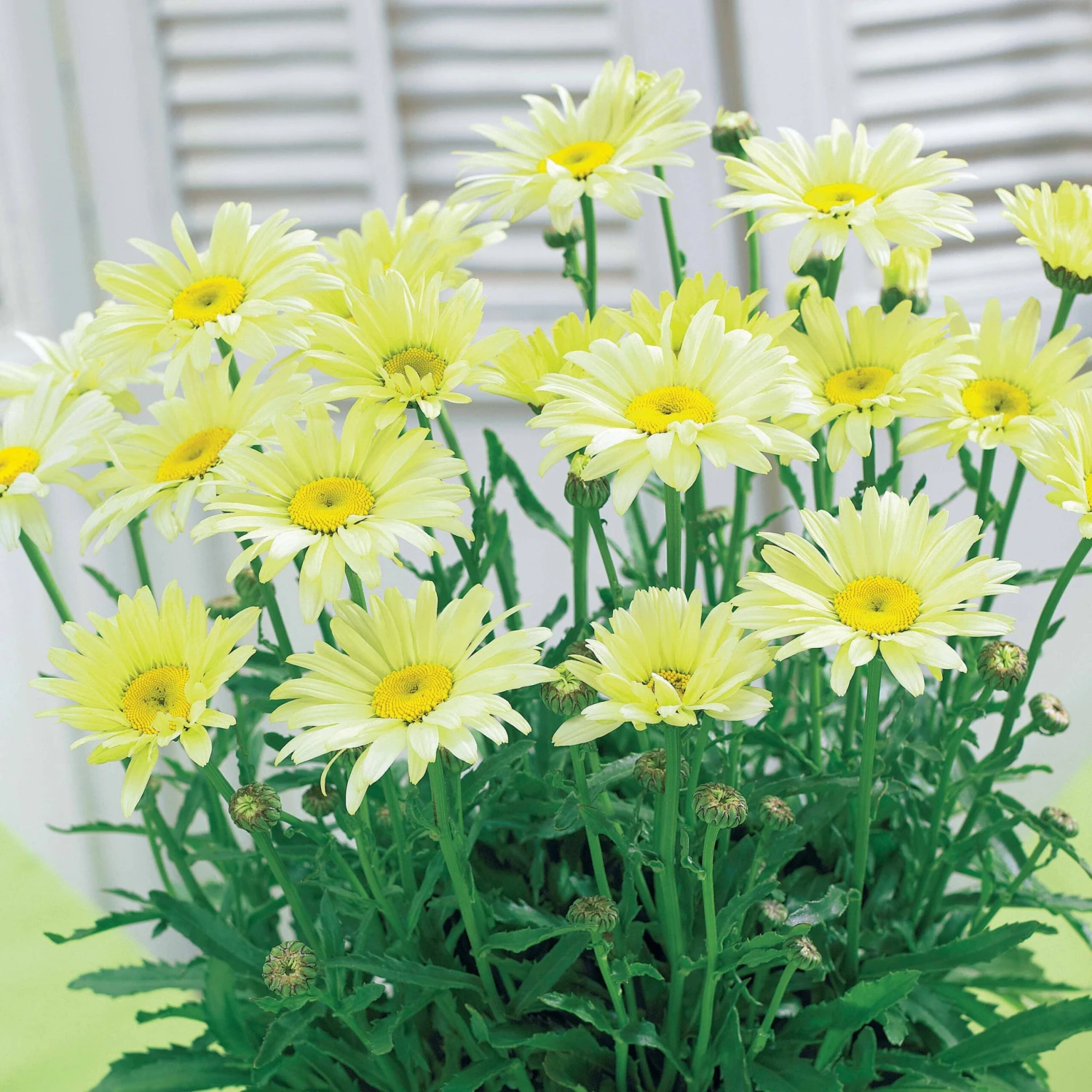 2 Marguerites D'été Banana Cream
