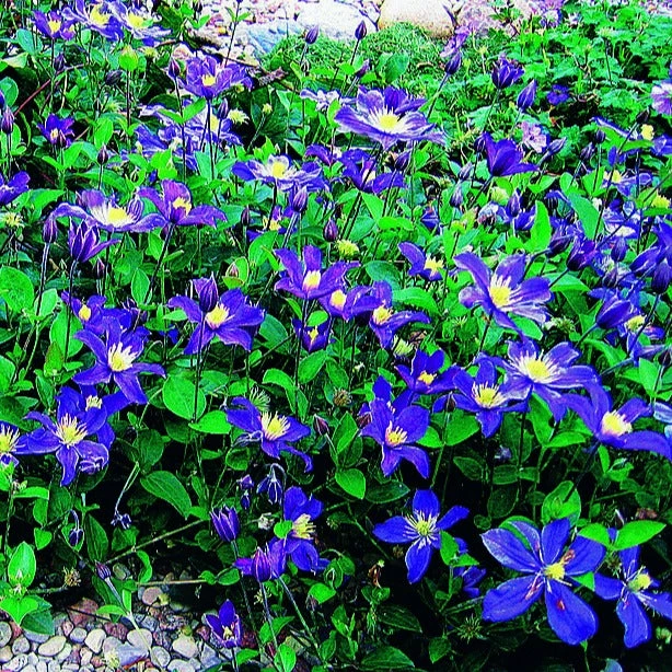 Clématite Couvre Sol Arabella – Image 2