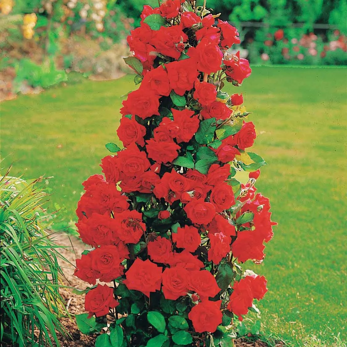 Collection De 4 Rosiers Arbustes : Shalom, Korbin, Westerland, Handel – Image 4