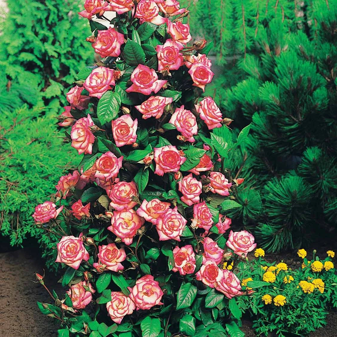 Collection De 4 Rosiers Arbustes : Shalom, Korbin, Westerland, Handel – Image 2