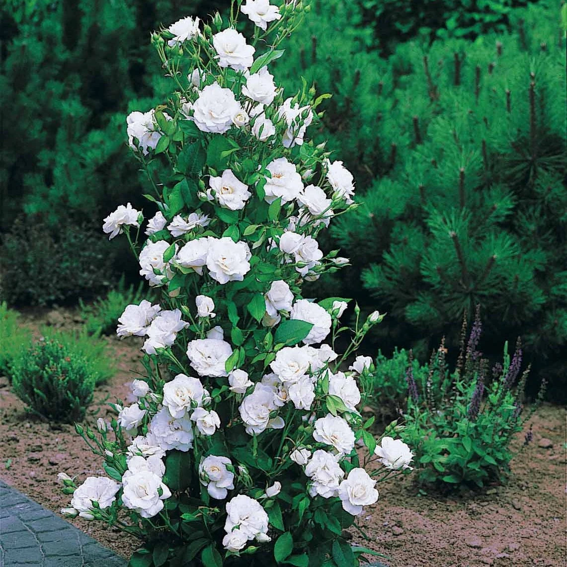 Collection De 4 Rosiers Arbustes : Shalom, Korbin, Westerland, Handel – Image 5