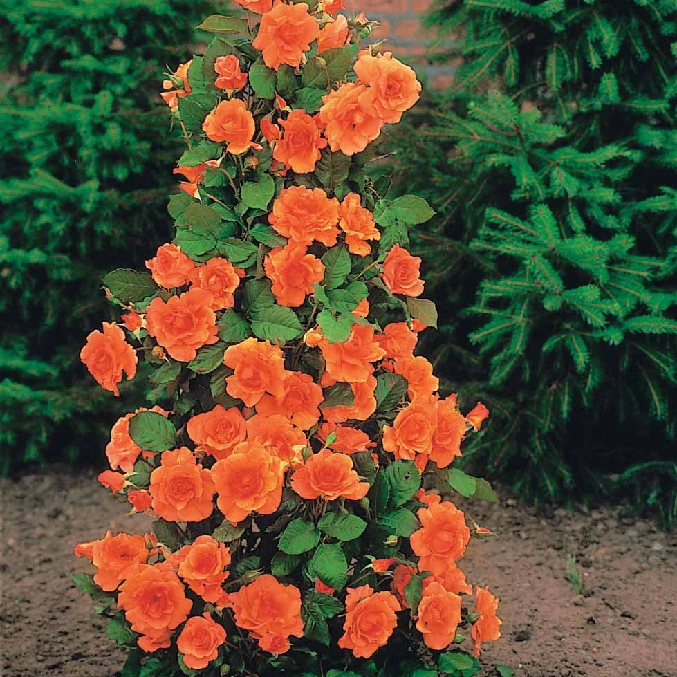 Collection De 4 Rosiers Arbustes : Shalom, Korbin, Westerland, Handel – Image 3