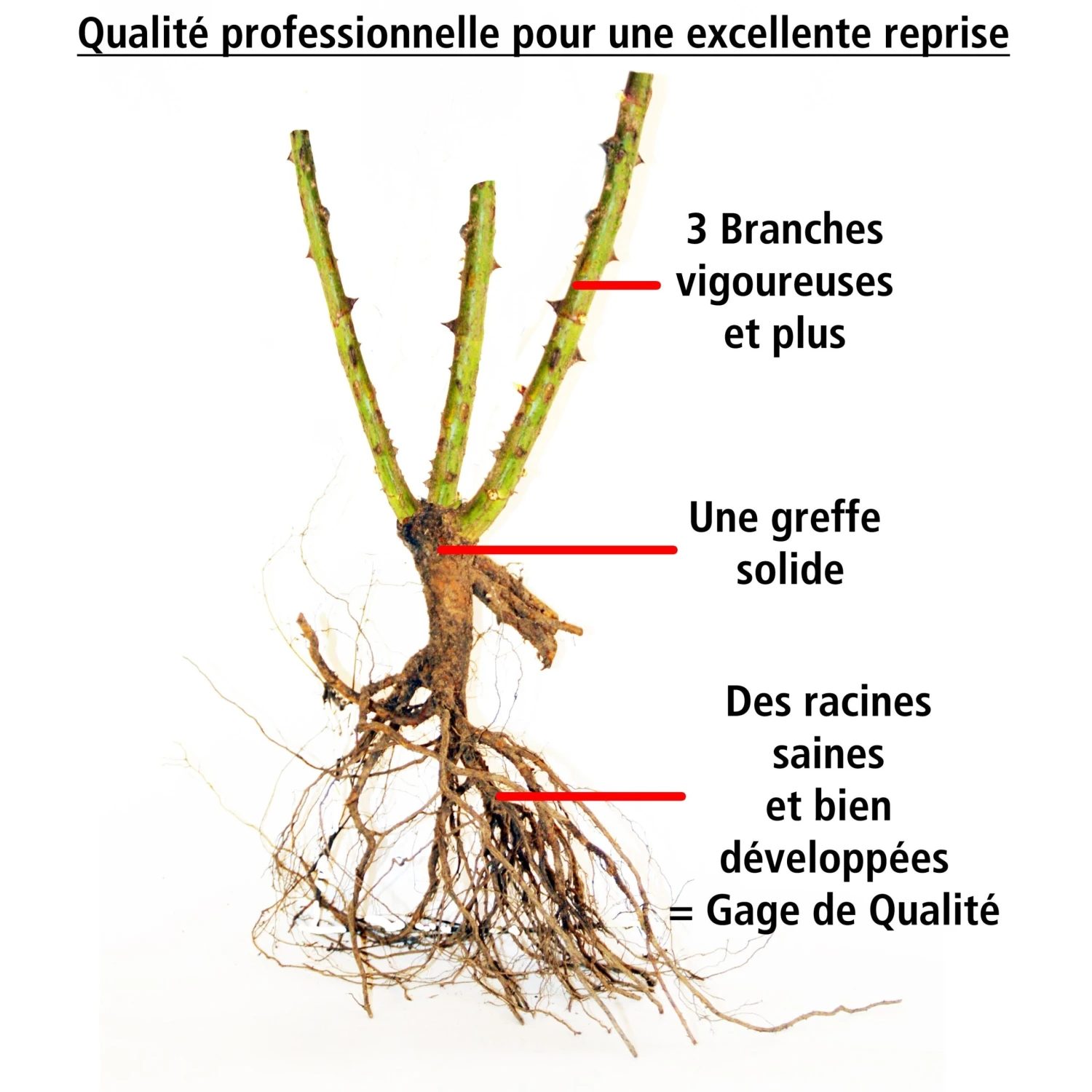 Collection De 4 Rosiers Arbustes : Shalom, Korbin, Westerland, Handel – Image 6