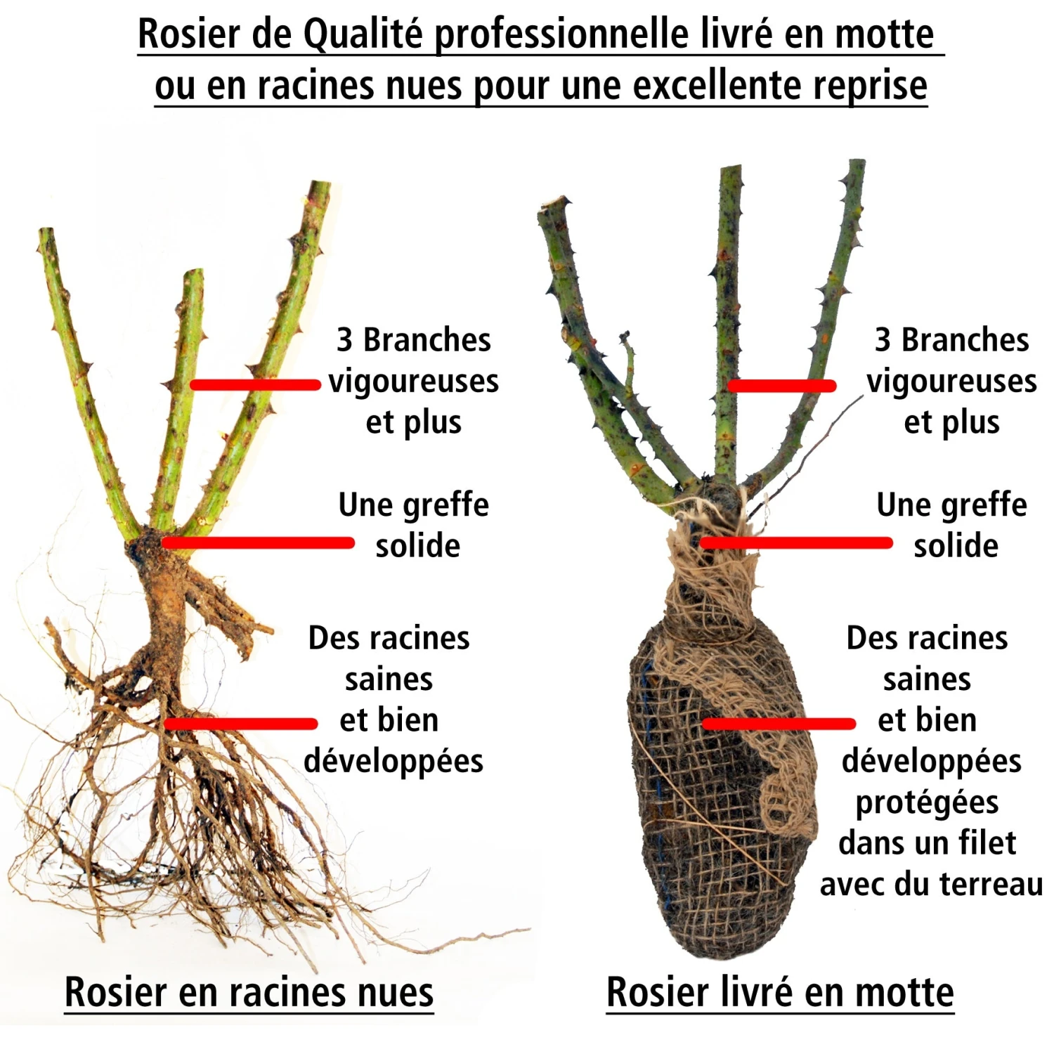 2 Rosiers Buissons Résistants Aux Maladies – Image 4