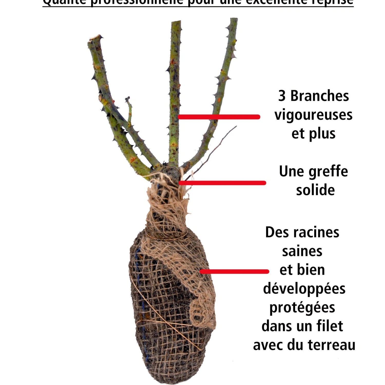 2 Rosiers Buissons Résistants Aux Maladies – Image 7