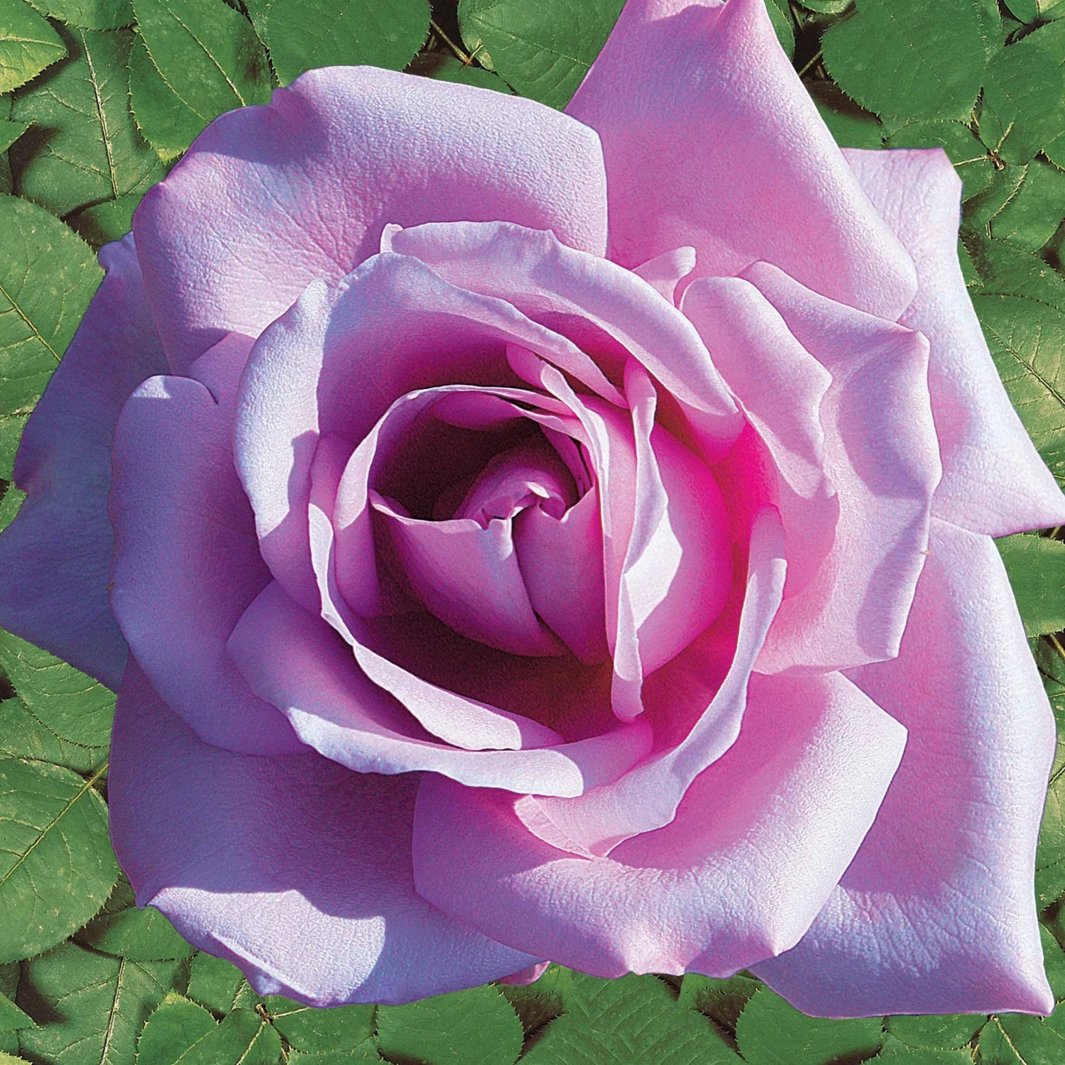 Collection De 4 Rosiers : Whisky, Malaga, Lune Bleue, Magie Parfum – Image 2