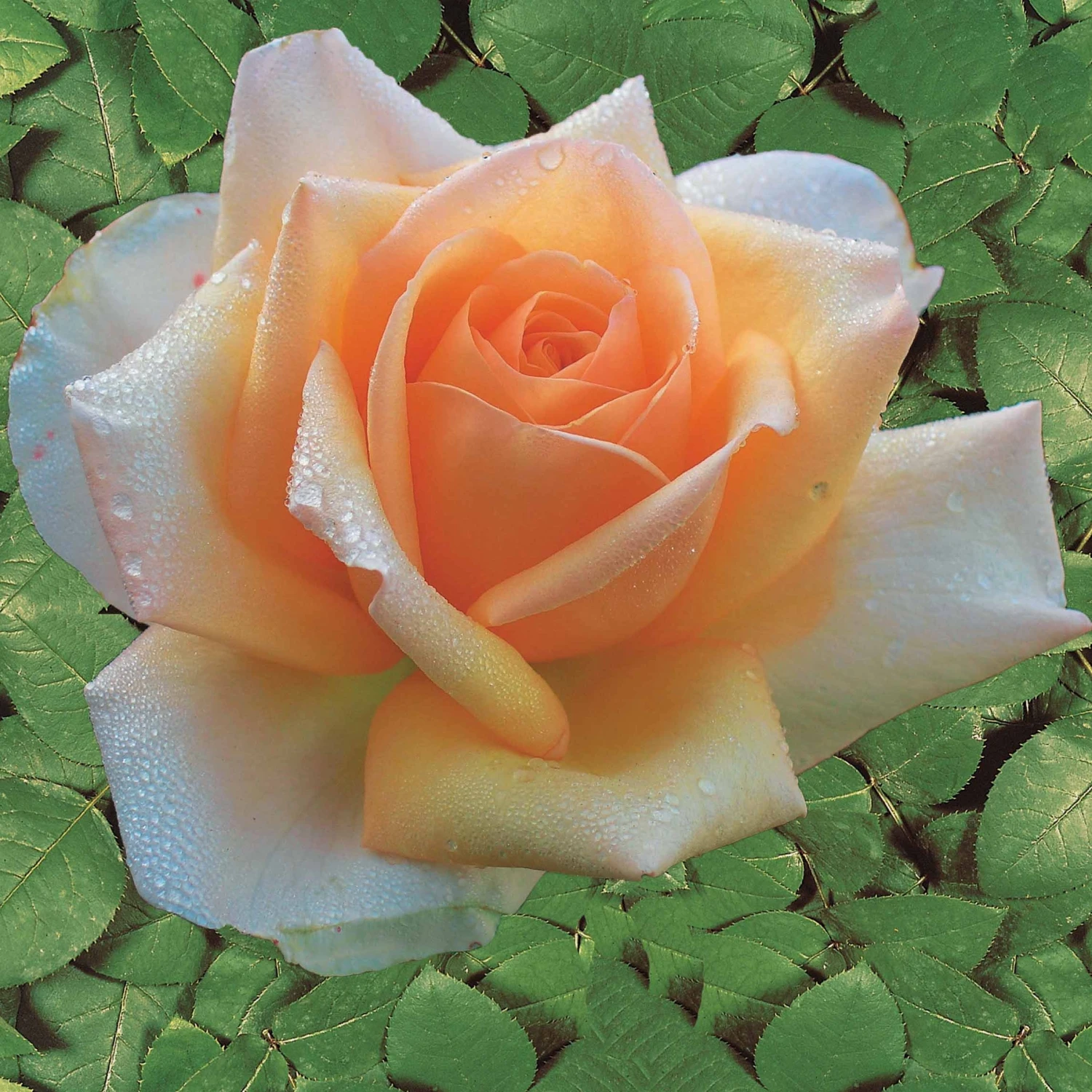 Collection De 4 Rosiers : Whisky, Malaga, Lune Bleue, Magie Parfum – Image 3