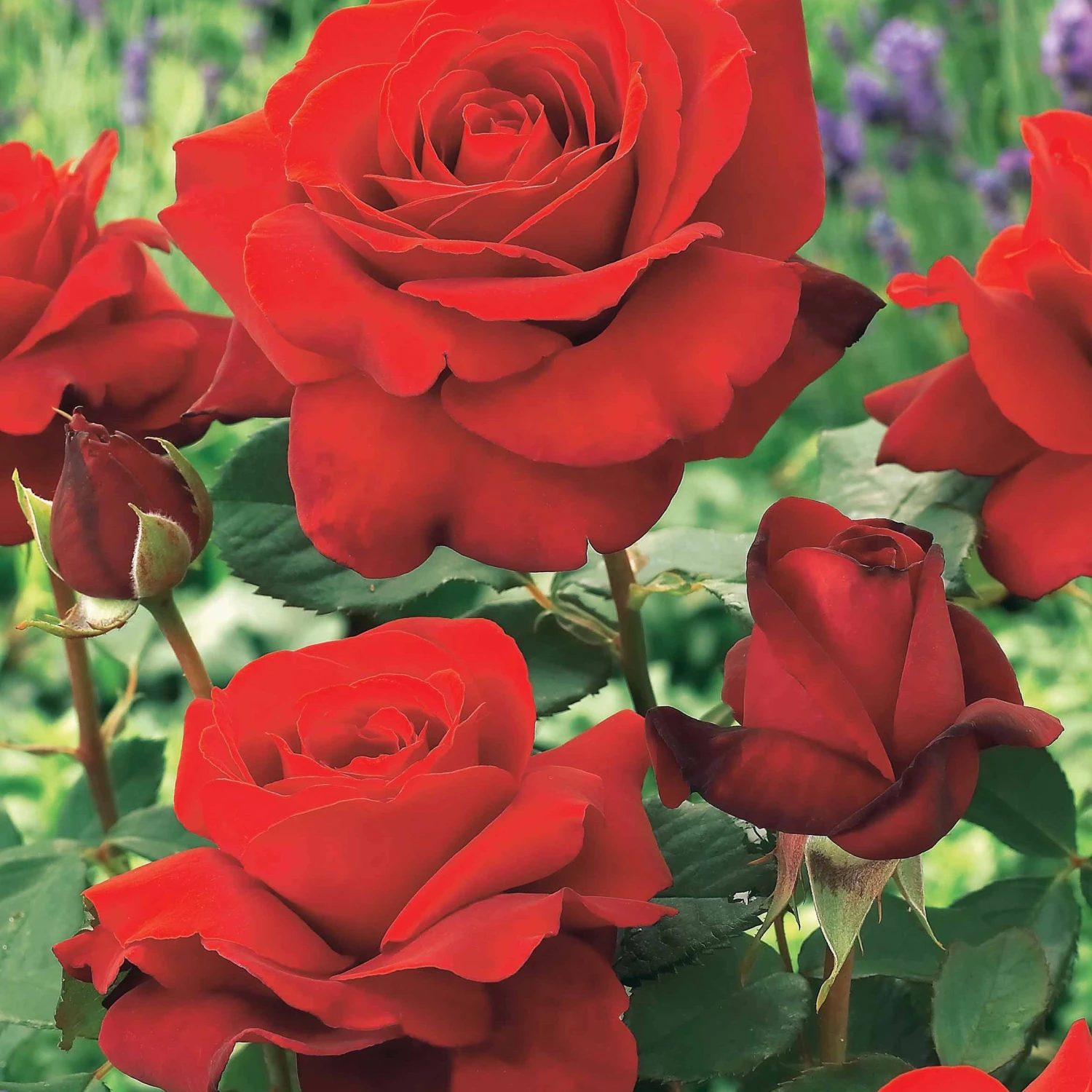 Collection De 4 Rosiers : Whisky, Malaga, Lune Bleue, Magie Parfum – Image 4