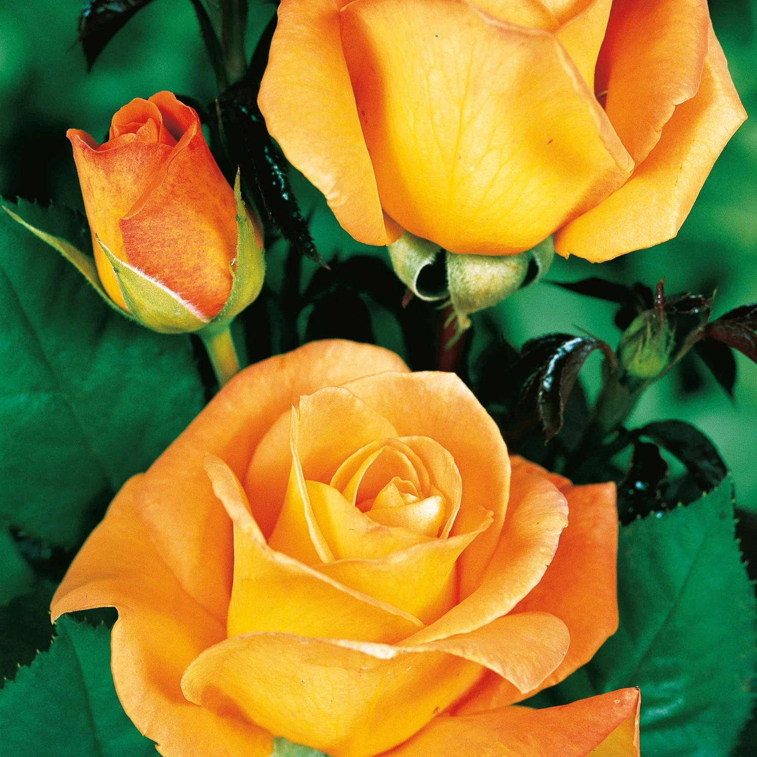 Collection De 4 Rosiers : Whisky, Malaga, Lune Bleue, Magie Parfum – Image 5