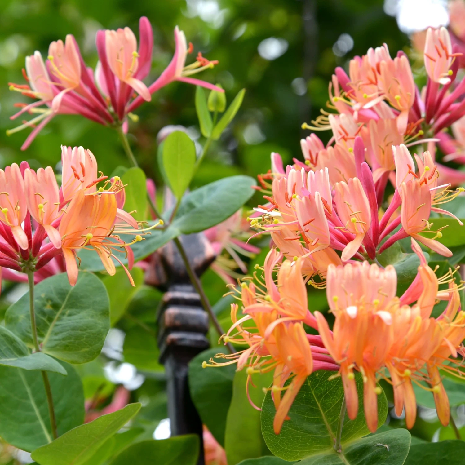 Collection De 3 Grimpantes : Chèvrefeuille, Clématite, Vigne Vierge – Image 2