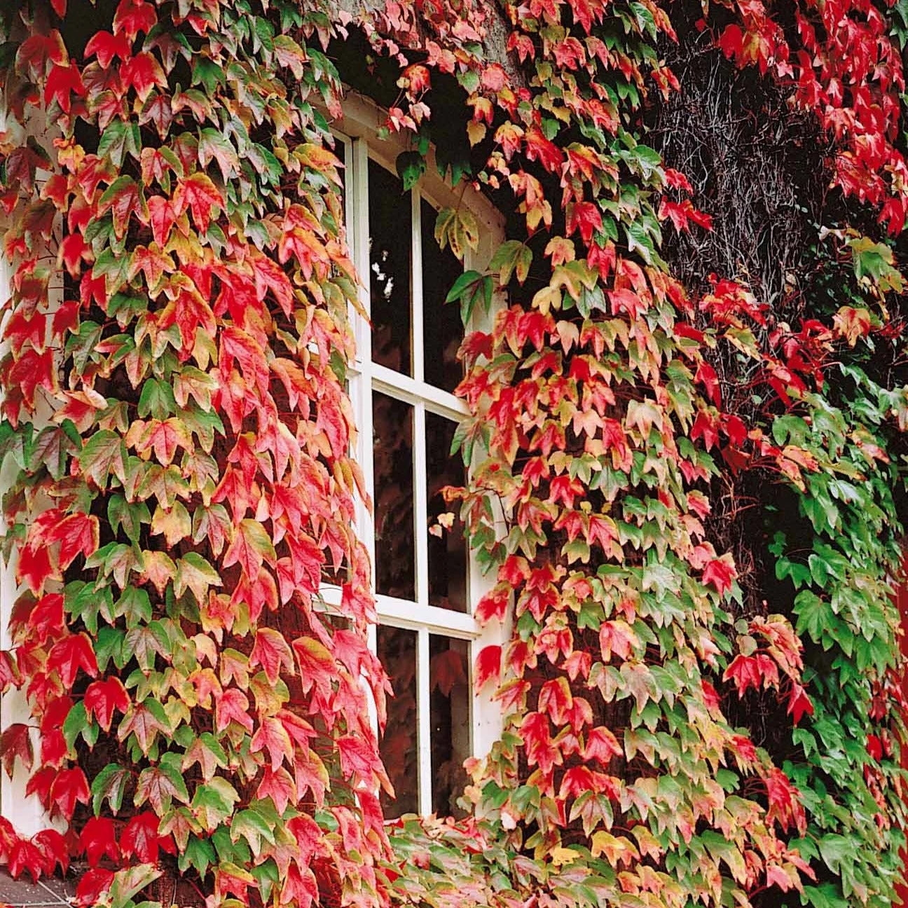 Collection De 3 Grimpantes : Chèvrefeuille, Clématite, Vigne Vierge – Image 4