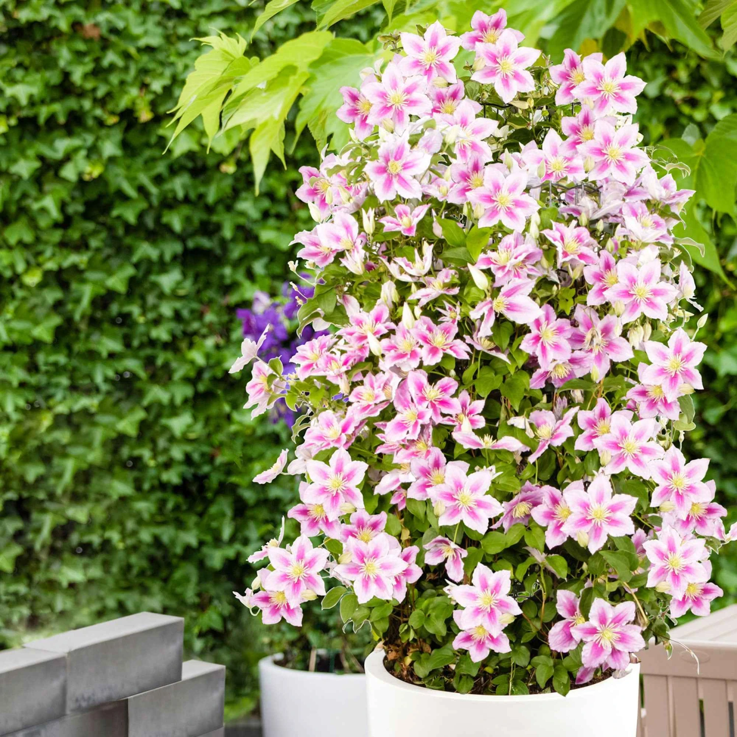 Collection De 3 Grimpantes : Chèvrefeuille, Clématite, Vigne Vierge – Image 3