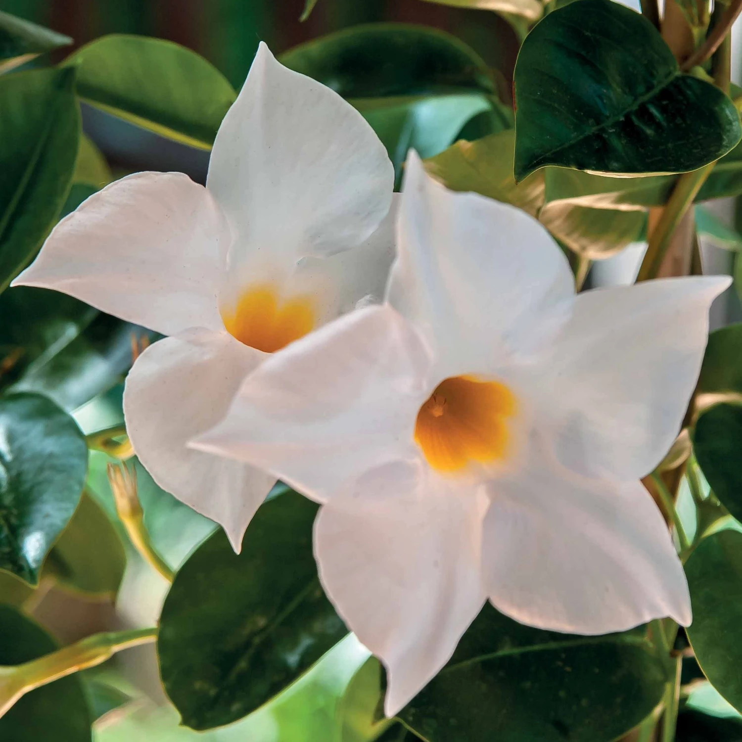 Jasmin Du Brésil Blanc - Dipladenia – Image 2