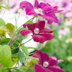 Clématite Rouge Cardinal