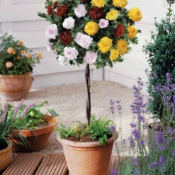 Rosier Tricolore Sur Tige Bombe Parfumée