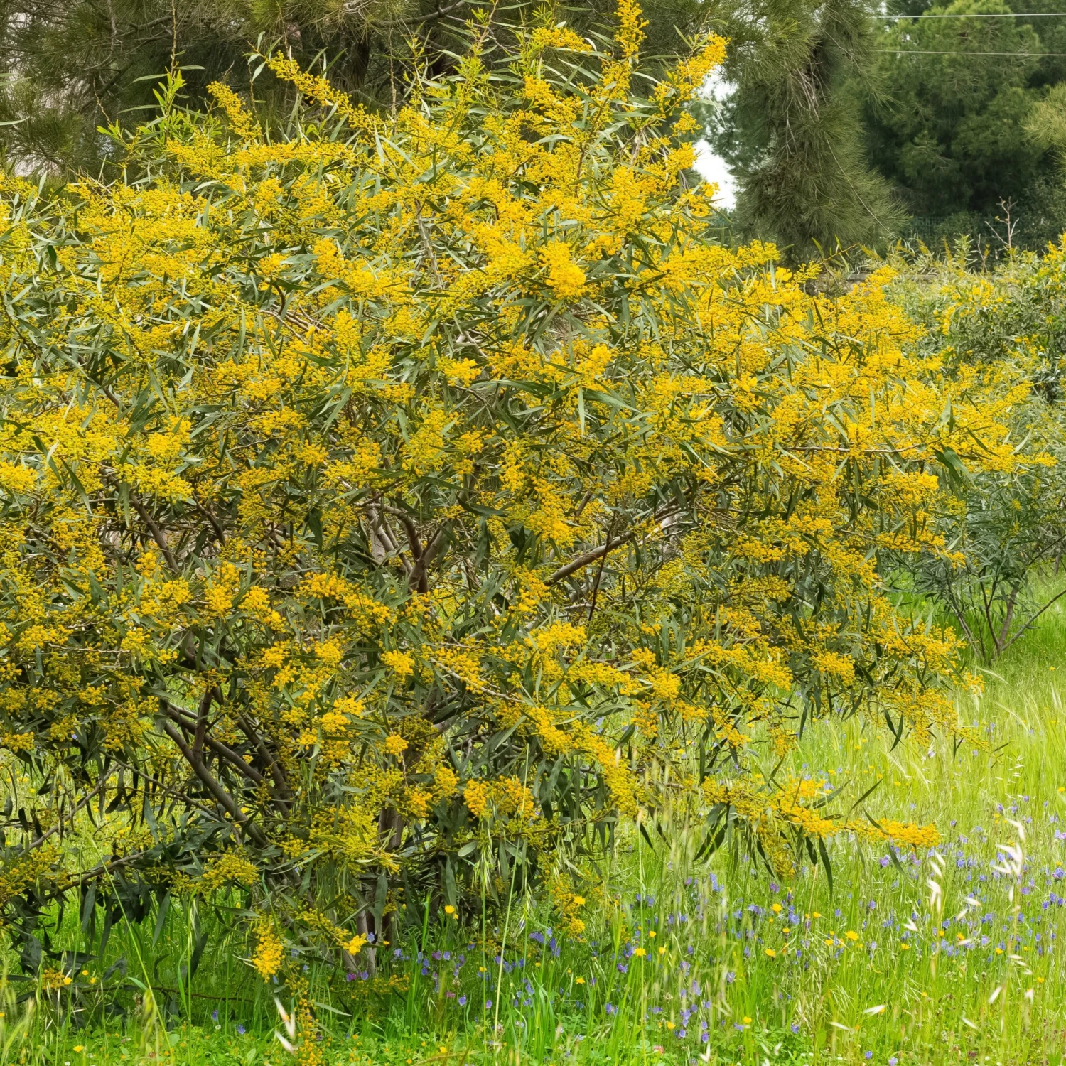 Mimosa Des 4 Saisons – Image 3