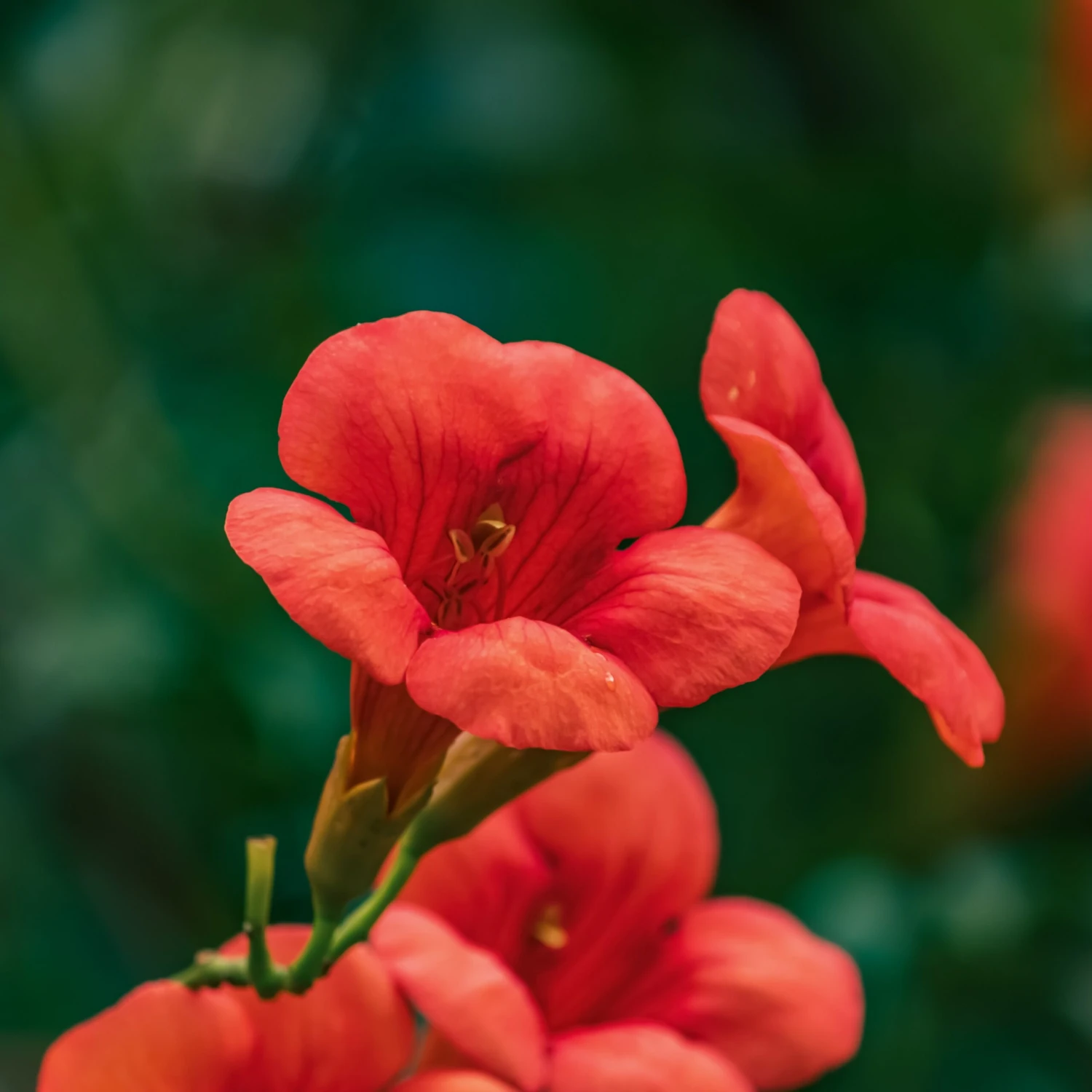 Bignone Stromboli – Image 3