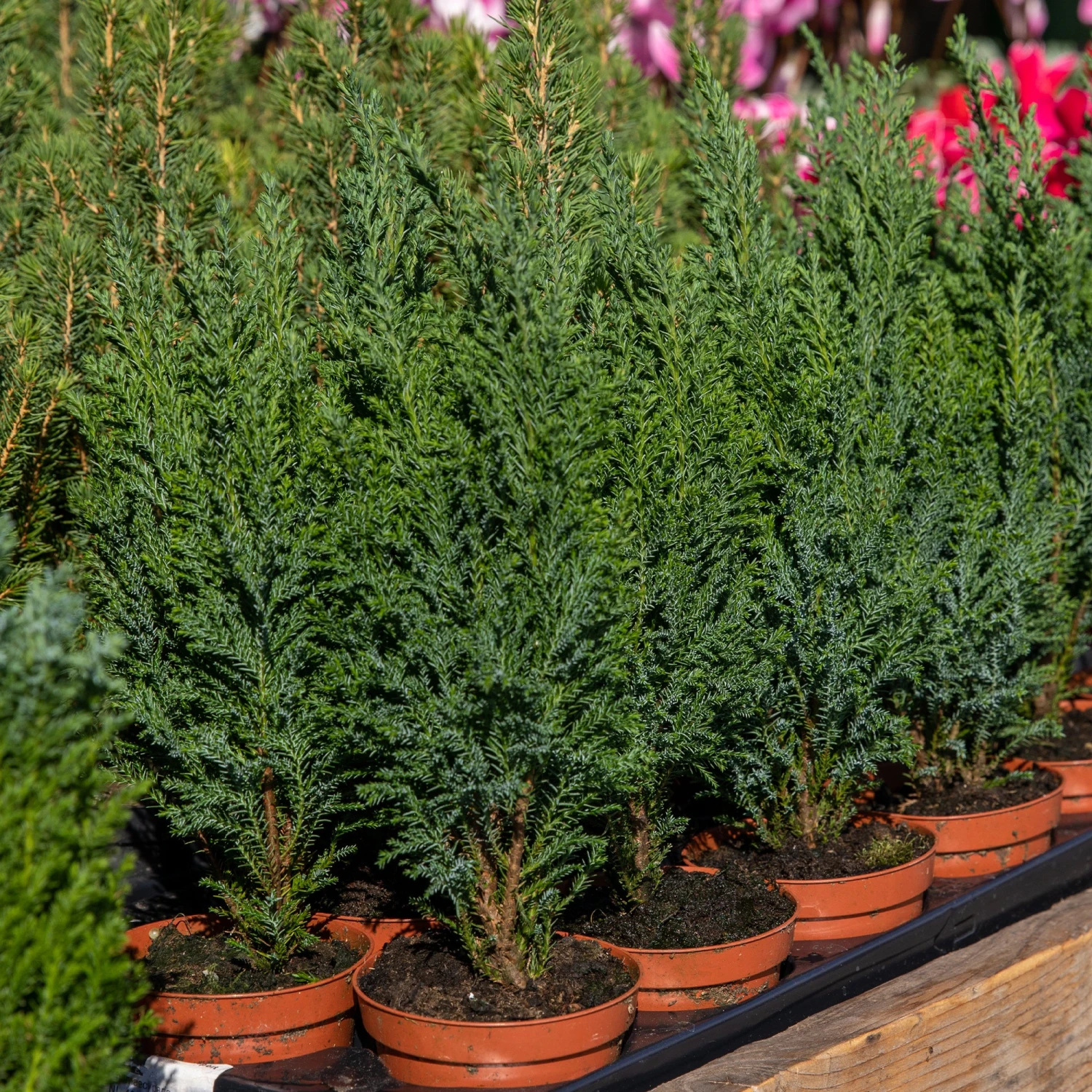 Collection De 5 Conifères Persistants – Image 3