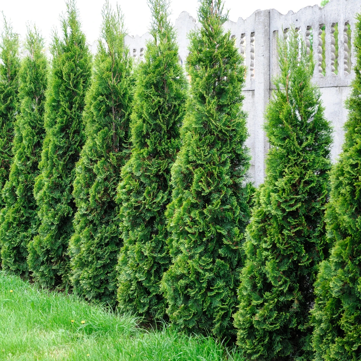 Collection De 5 Conifères Persistants – Image 4