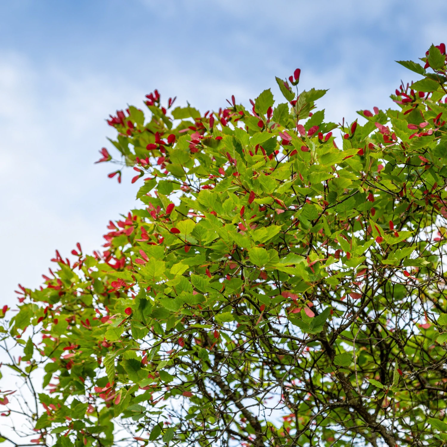 Erable Du Fleuve Amour – Image 2