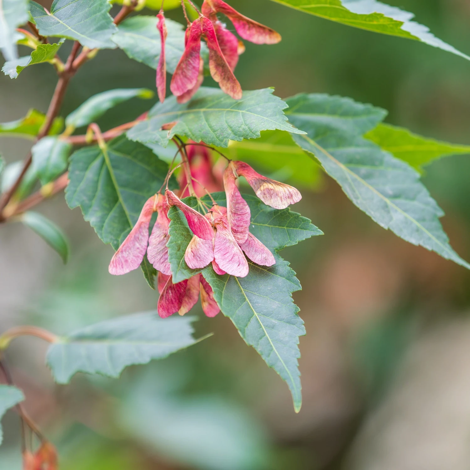 Erable Du Fleuve Amour – Image 4