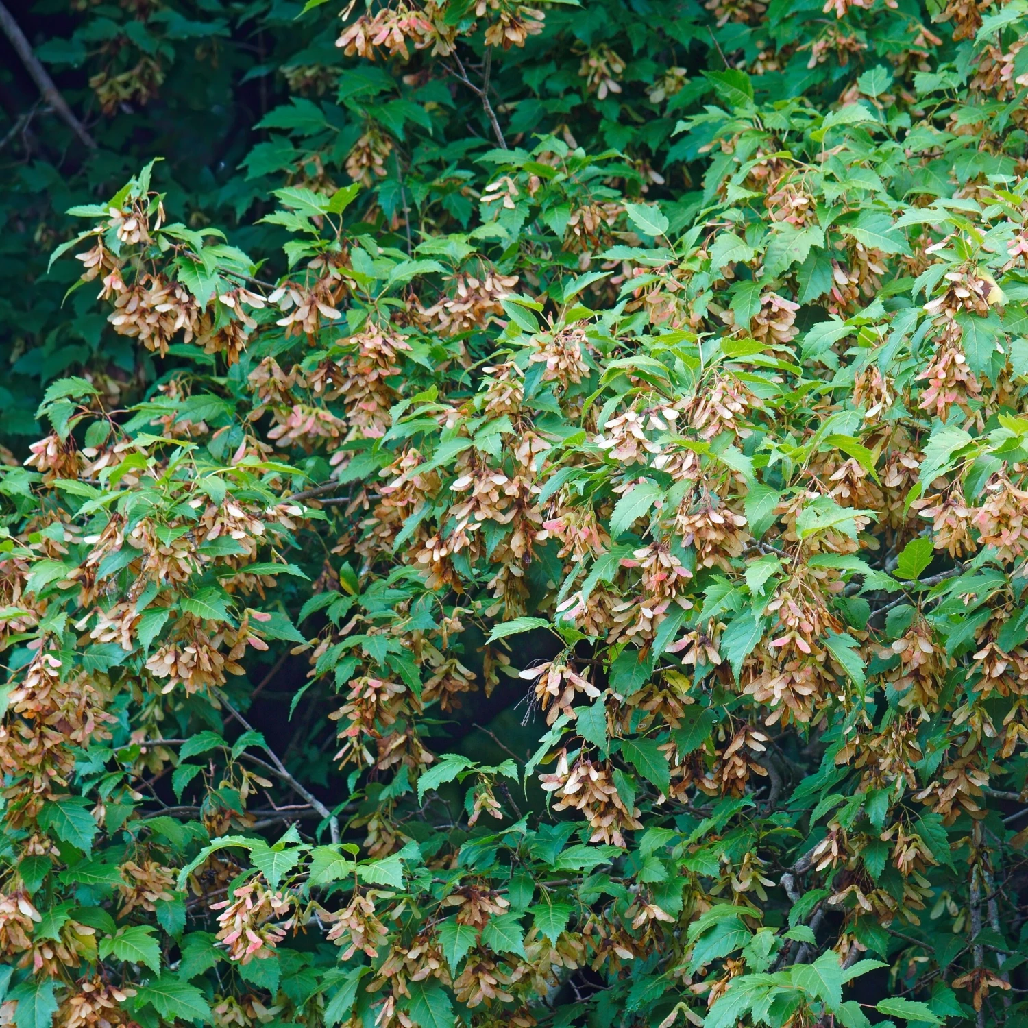 Erable Du Fleuve Amour – Image 5