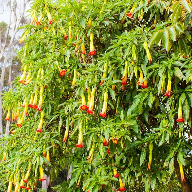 Brugmansia Rouge Et Or – Image 3