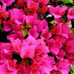 Bougainvillier Rose